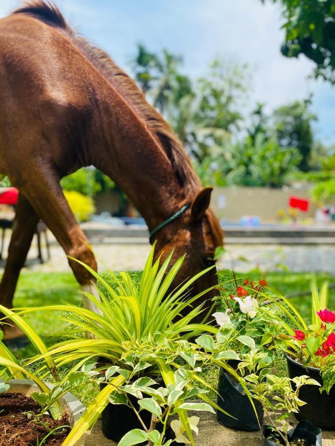 The Kingslayer Resort Negombo Bagian luar foto