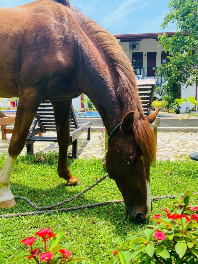 The Kingslayer Resort Negombo Bagian luar foto